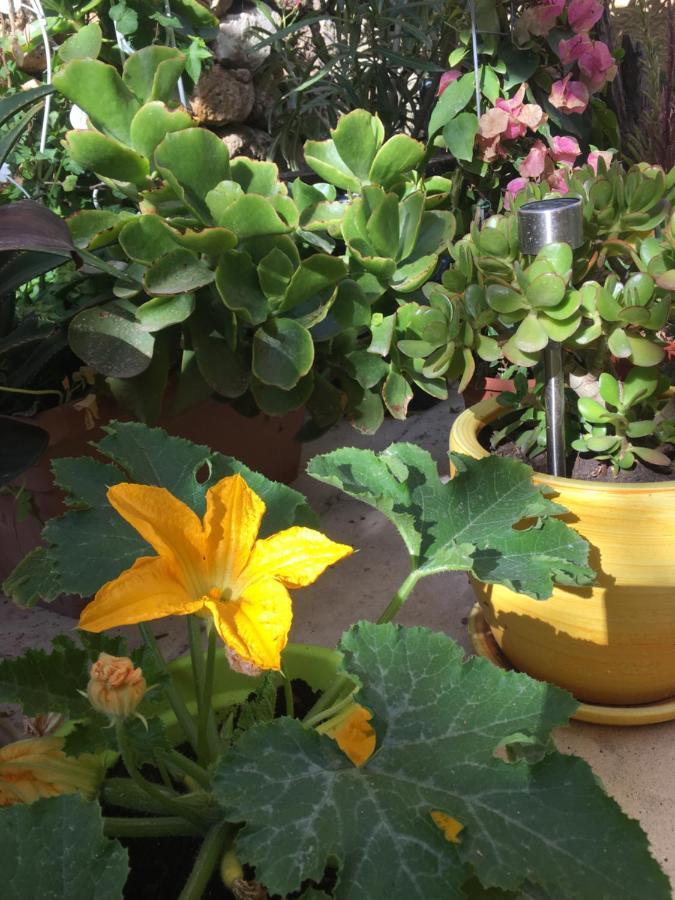 Botanica B&B Xaghra Ngoại thất bức ảnh